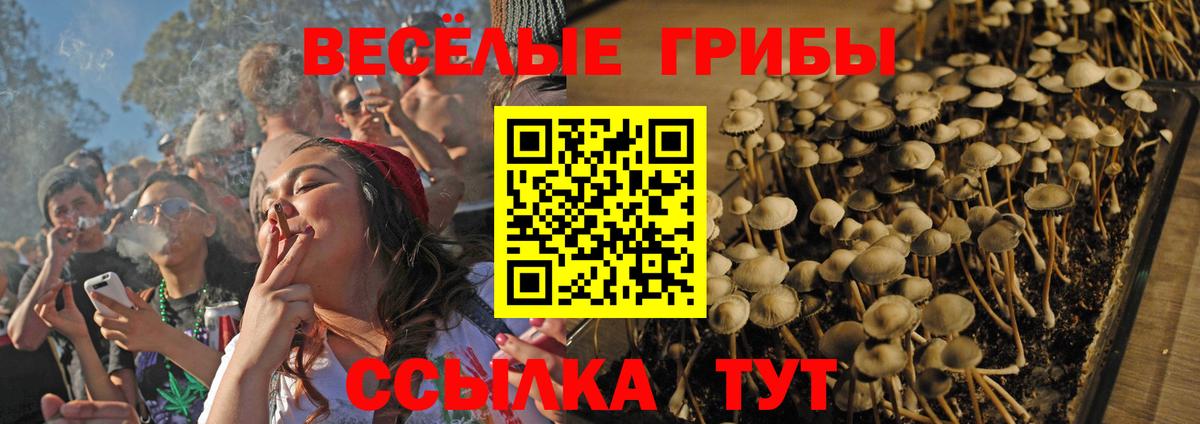 Галлюциногенные грибы Psilocybine cubensis Торжок